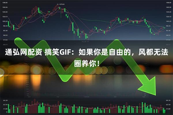 通弘网配资 搞笑GIF：如果你是自由的，风都无法圈养你！